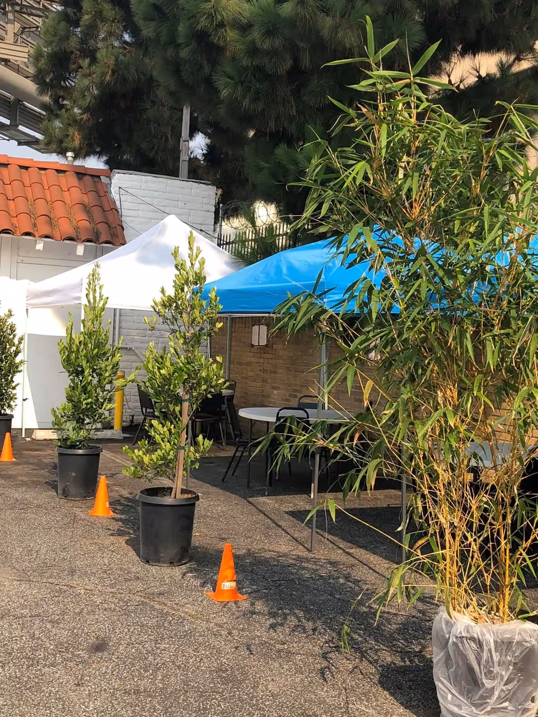 Licha’s Restaurant · plant-lined patio